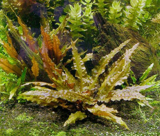 Cryptocoryne Bronze